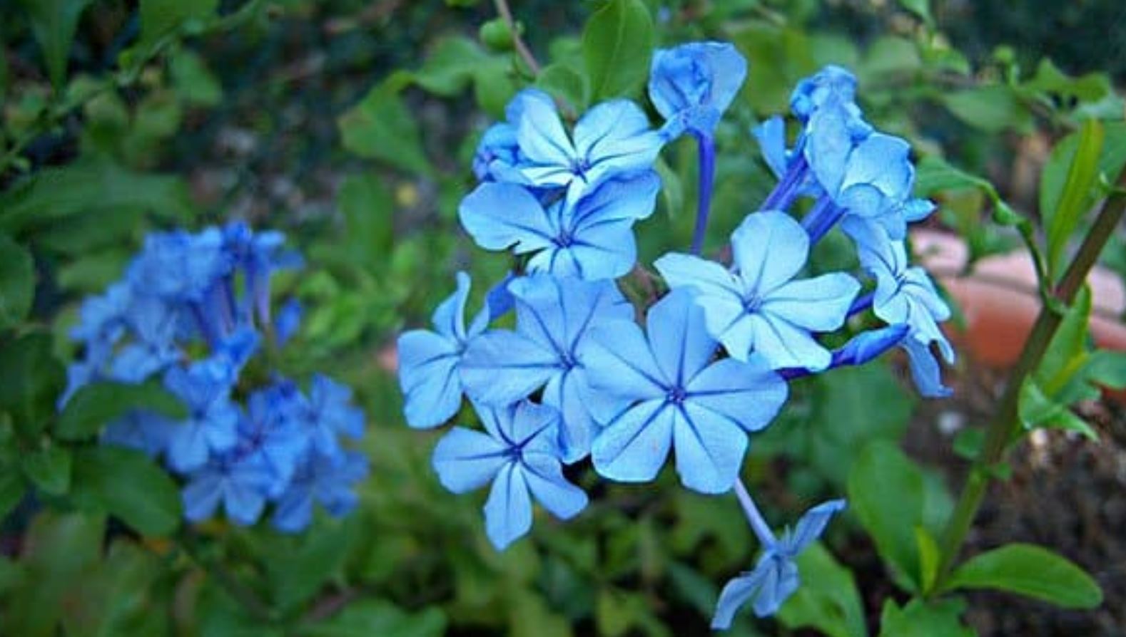 Đặc điểm nổi bật của Hoa Thanh X&agrave;